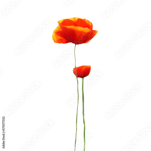 Red poppies flowers bouquet in PNG isolated on transparent background