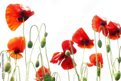 Fototapeta Naklejka Na Ścianę i Meble -  Red poppies flowers bouquet in PNG isolated on transparent background
