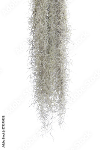 Spanish moss isolate on white background. Clipping path.
