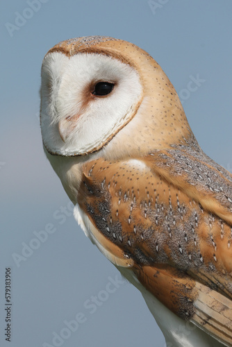 A portrait of a Barn Owl against a blue sky 