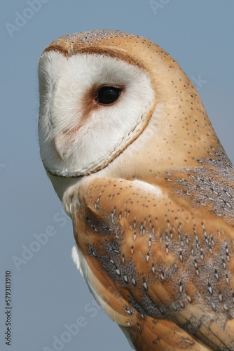 A portrait of a Barn Owl against a blue sky  © RMMPPhotography