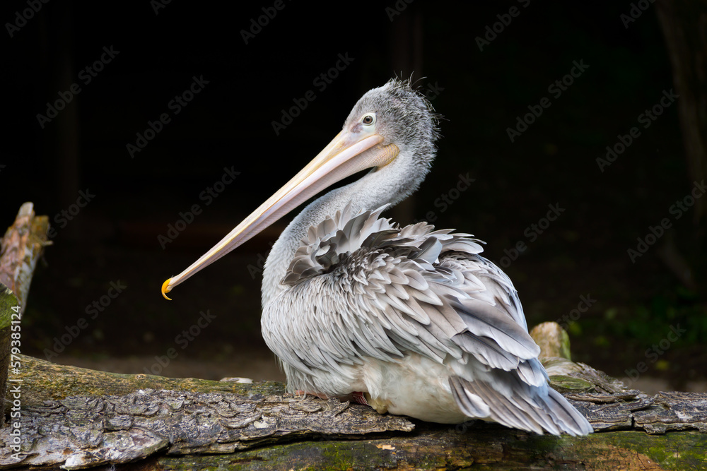 Isolated close up of a pink-backed pelican resting on a piece of wood on black background (Pelecanus rufescens) Isolated close up of a pink-backed pelican resting on a piece of wood on black background (Pelecanus rufescens)