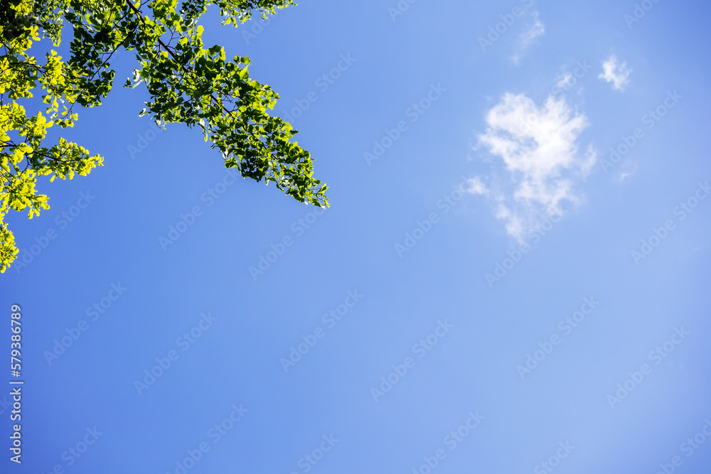 
Green tree branch on sunny day on blue sky background with white cloud