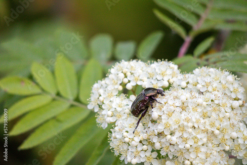  A white bouquet of small flowers with a dark colored beetle on it and a blurred greenish background © Jorens