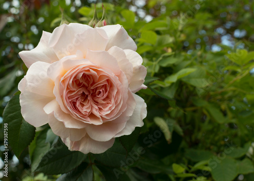 Pale peach rose