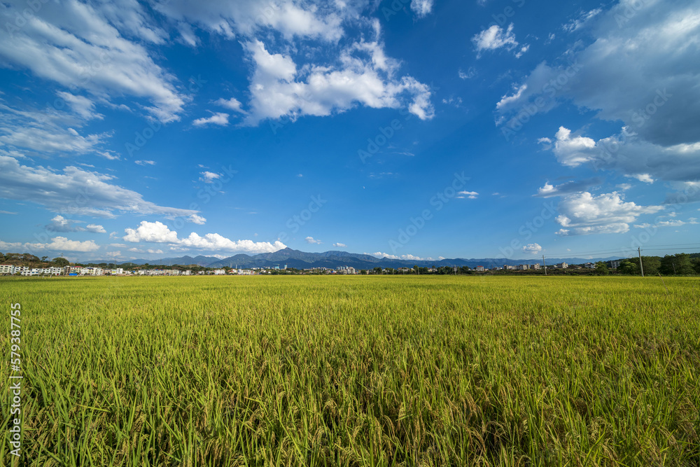 Rural paddy rice harvest photography figure Rural paddy rice harvest photography figure