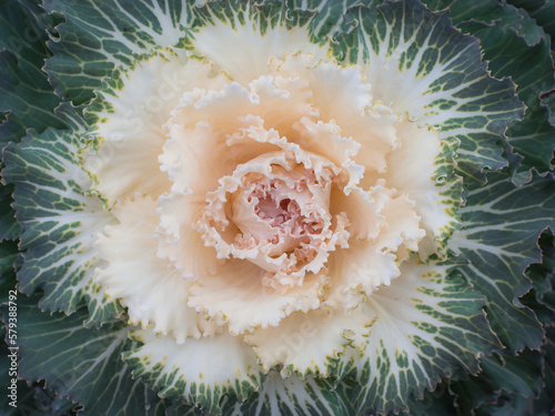 Vibrant kale vegetable leafy food background, close-up image fresh garden produce, organically grown as symbol of healthy lifestyle, organic farming