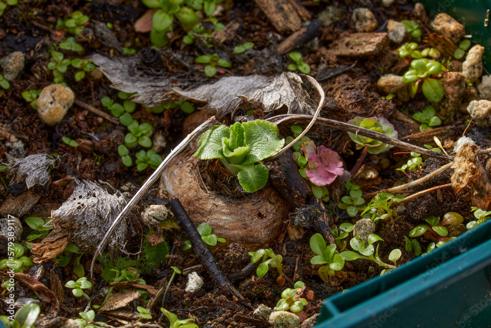 Fototapeta premium February and the Eryngium 