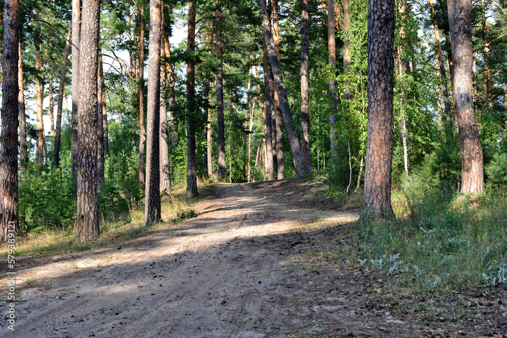 A dirt road in the pine forest with trees on both sides and sunbeams 