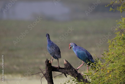 Two Purple Moorhen, Porphyrio porphyrio, Bharatpur, Rajasthan, India