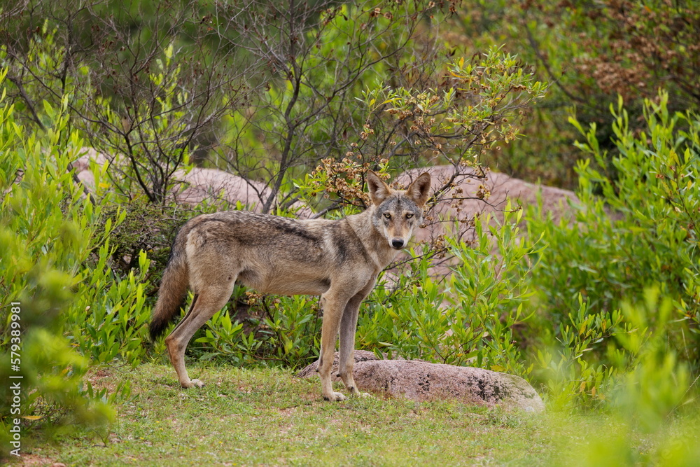 Indian Wolf, Canis lupus pallipes, female, Karnataka, India Indian Wolf, Canis lupus pallipes, female, Karnataka, India