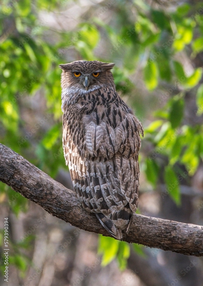The brown fish owl , Ketupa zeylonensis, Strigidae, Panna National Park, Madhya Pradesh, India The brown fish owl , Ketupa zeylonensis, Strigidae, Panna National Park, Madhya Pradesh, India