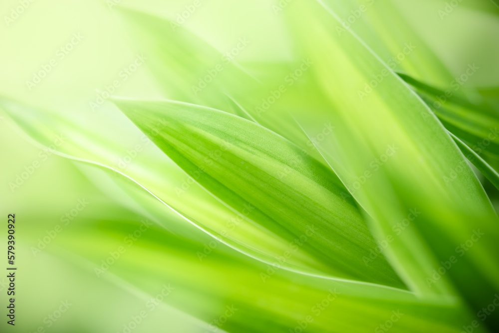 Natural green leaf texture with sun light use for nature background wallpaper cover page 