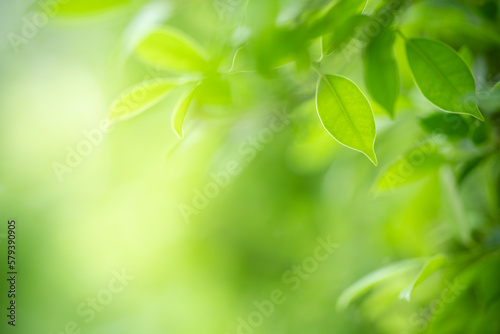 Natural green leaf texture with sun light use for nature background wallpaper cover page 