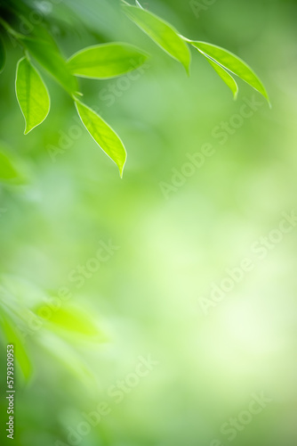 Natural green leaf texture with sun light use for nature background wallpaper cover page 