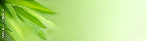 Natural green leaf texture with sun light use for nature background wallpaper cover page 