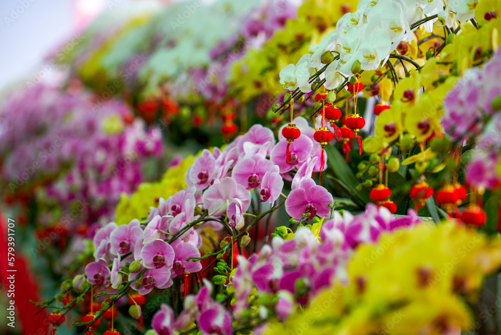 Obraz premium Various Phalaenopsis orchids in the flower market