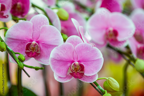 Various Phalaenopsis orchids in the flower market