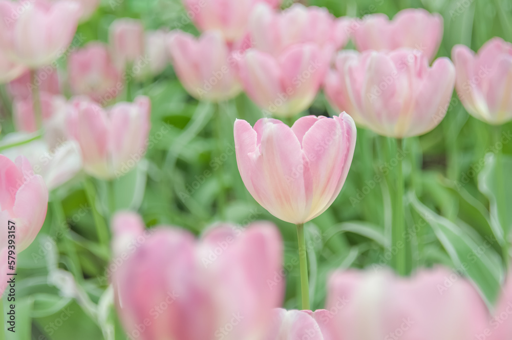 Flower field of pink tulips blooming in the spring garden. Ornate bright background for the flower shop, commercial greenhouse, flower farm or plant nursery.