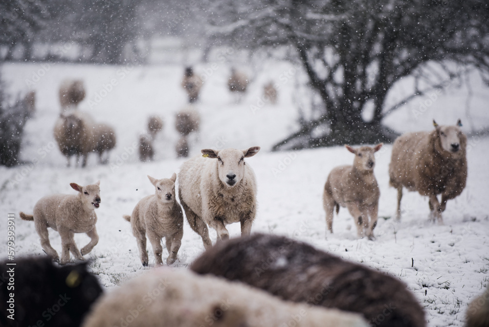Cold Lambs and Ewes playing in Spring Snow flurry in Farmer's Field Cold Lambs and Ewes playing in Spring Snow flurry in Farmer's Field