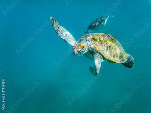 Sea turtles are marine reptiles that inhabit the world's oceans and can be found swimming among tropical coral reefs.From the crystal-clear waters of Cabo Verde's Ilha de Sao Vicente © David Chantre