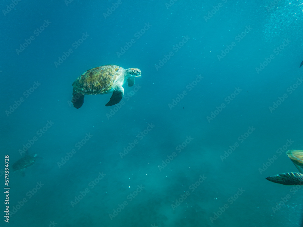 Sea turtles are marine reptiles that inhabit the world's oceans and can be found swimming among tropical coral reefs.From the crystal-clear waters of Cabo Verde's Ilha de Sao Vicente