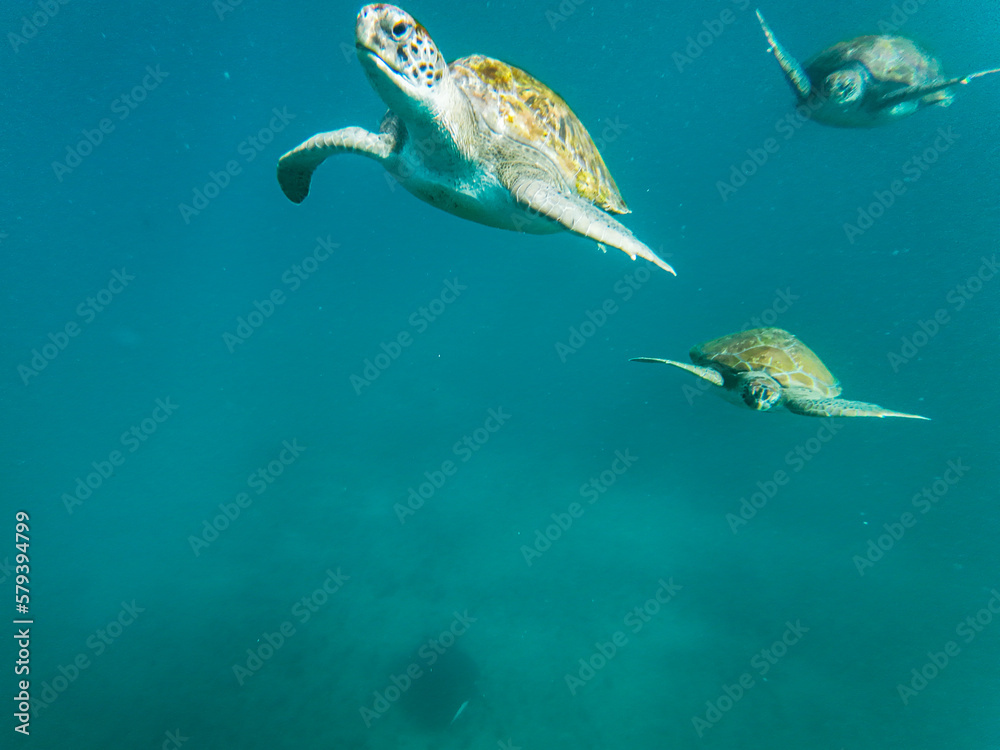 Sea turtles are marine reptiles that inhabit the world's oceans and can be found swimming among tropical coral reefs.From the crystal-clear waters of Cabo Verde's Ilha de Sao Vicente Sea turtles are marine reptiles that inhabit the world's oceans and can be found swimming among tropical coral reefs.From the crystal-clear waters of Cabo Verde's Ilha de Sao Vicente