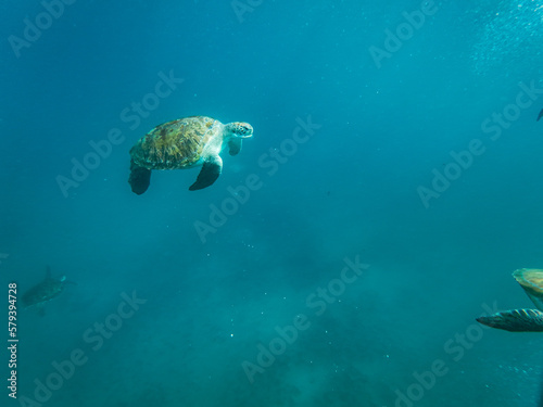 Sea turtles are marine reptiles that inhabit the world's oceans and can be found swimming among tropical coral reefs.From the crystal-clear waters of Cabo Verde's Ilha de Sao Vicente