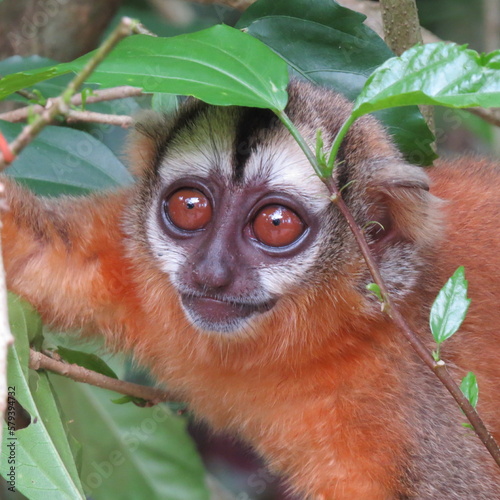 Night monkey – Aotus boliviensis photo