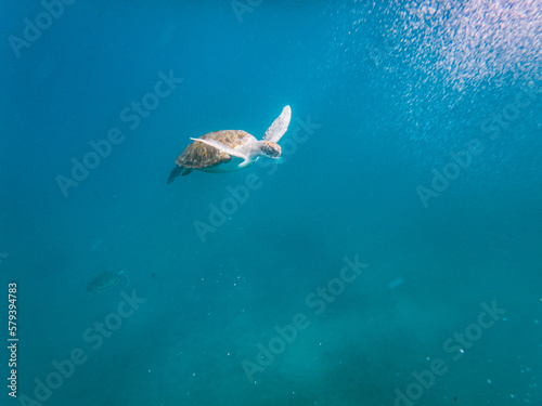 Sea turtles are marine reptiles that inhabit the world s oceans and can be found swimming among tropical coral reefs.From the crystal-clear waters of Cabo Verde s Ilha de Sao Vicente