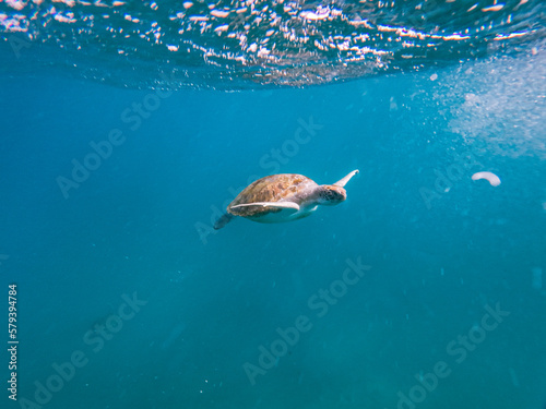 Sea turtles are marine reptiles that inhabit the world's oceans and can be found swimming among tropical coral reefs.From the crystal-clear waters of Cabo Verde's Ilha de Sao Vicente