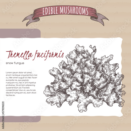 Tremella fuciformis aka snow fungus sketch on cardboard background. Edible mushrooms series.