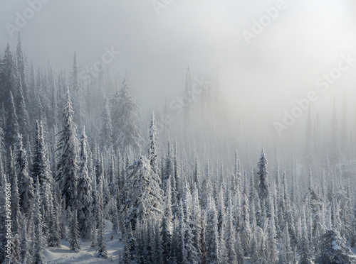 Winter trees in a moody foggy day © samuele