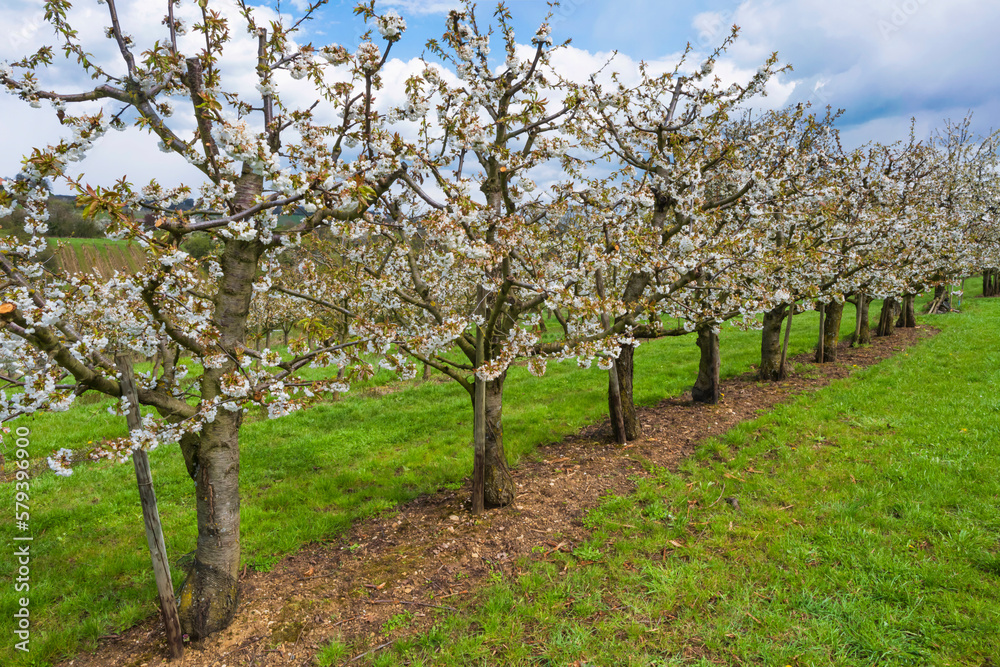 View of an orchard with blossoming cherry trees in Wiesbaden-Frauenstein/Germany