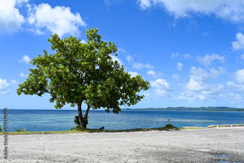 beach with trees in palua photo