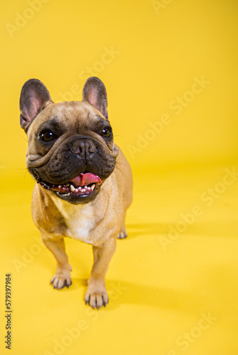 Bulldog francés © LIMON
