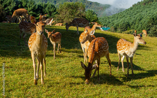Sika deer and area of small xing anling photo