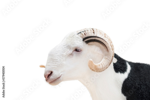 Portrait of a white and black Sahelian ram (African male sheep), profile view, white background, photo