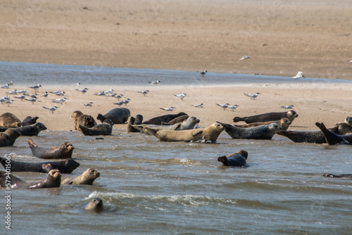 Kegelrobben und Seerobben / Seehunde auf einer Sandbank mit Möwen Heuler im Wasser am Meer  photo