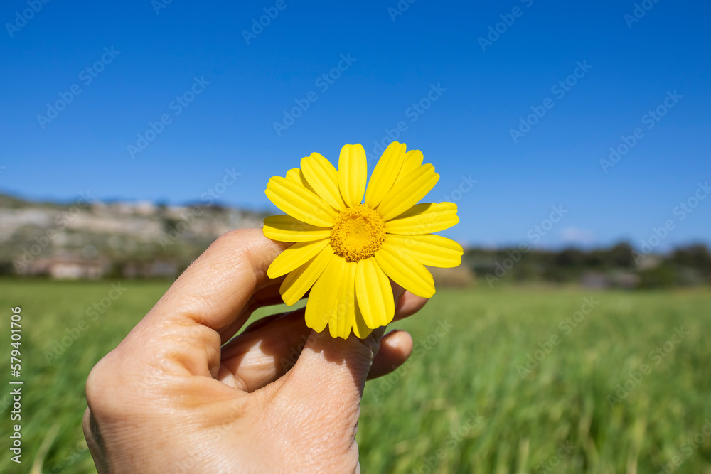 Close-up of yellow daisy flower in hand in front of green grass and blue sky Close-up of yellow daisy flower in hand in front of green grass and blue sky