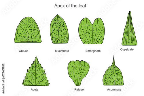 Leaf apex,a protruding part of leaf where water droplets accumulate        ostuse,acute,acuminate,cupsidate,retuse, emarginate,mucronate photo
