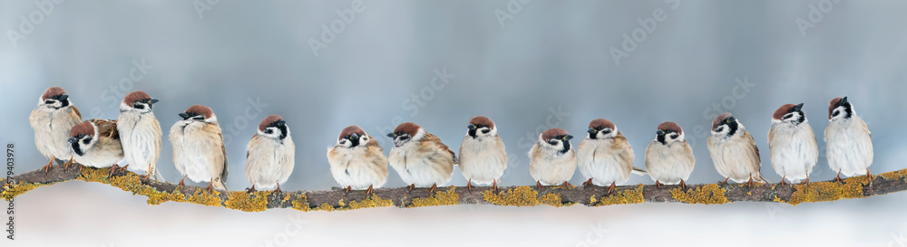 panoramic photo with a large flock of small funny birds sparrows sitting on a tree branch in the park
