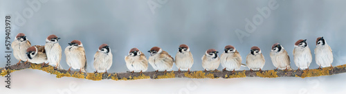 panoramic photo with a large flock of small funny birds sparrows sitting on a tree branch in the park