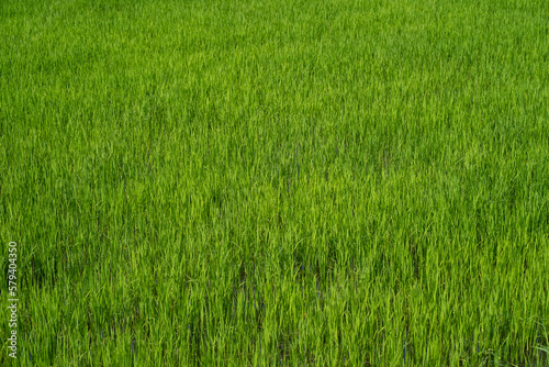 Paddy field in country side. Paddy farm.