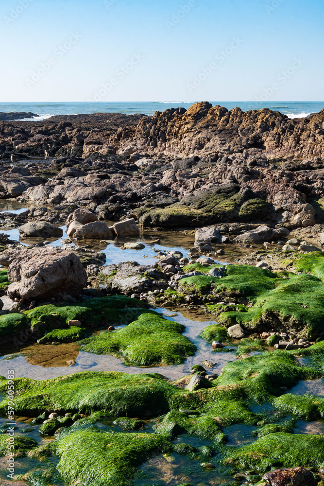Green algae on rocks