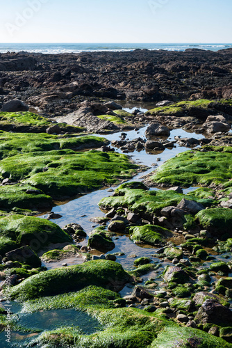 Green algae on rocks in France © Pam Méliee