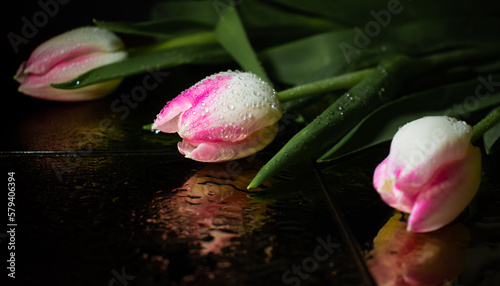 Różowy tulipan z łodygą i liśćmi w kroplami wody