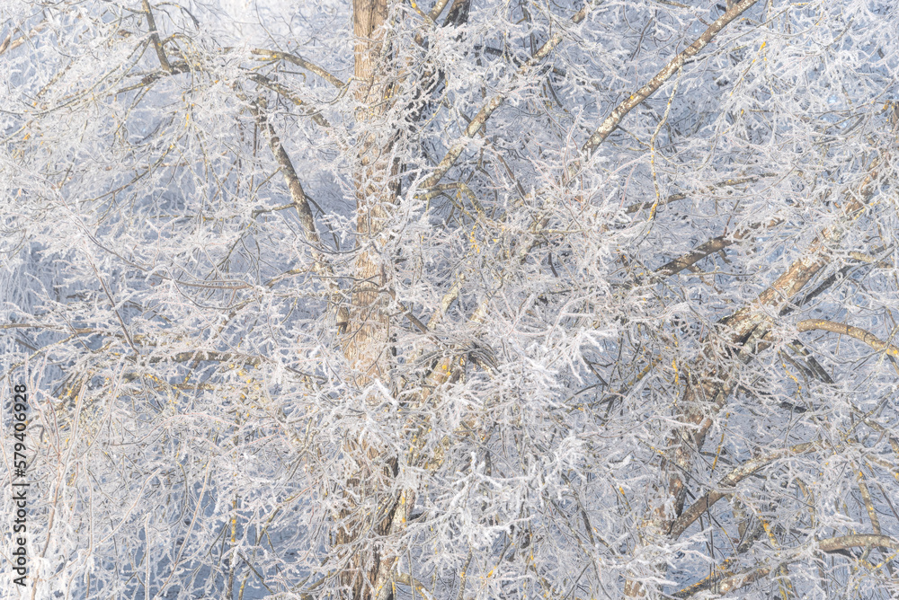 Natural magic background with tree branches covered with frost. Natural magic background with tree branches covered with frost.