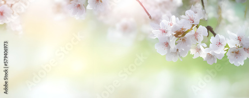 spring flowers in the garden, generative ai spring time banner, blossoms on bright background, season spring design