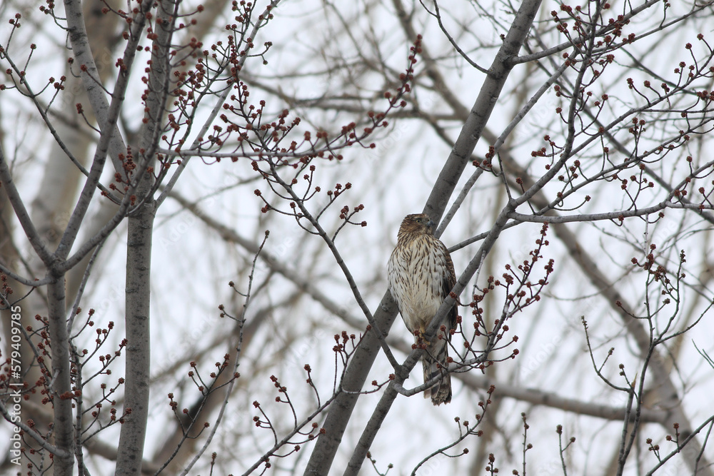 Épervier de cooper (Accipiter cooperii) sur une branche d'arbre Épervier de cooper (Accipiter cooperii) sur une branche d'arbre